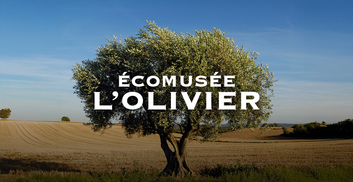 Bannière Ecomusée l'Olivier